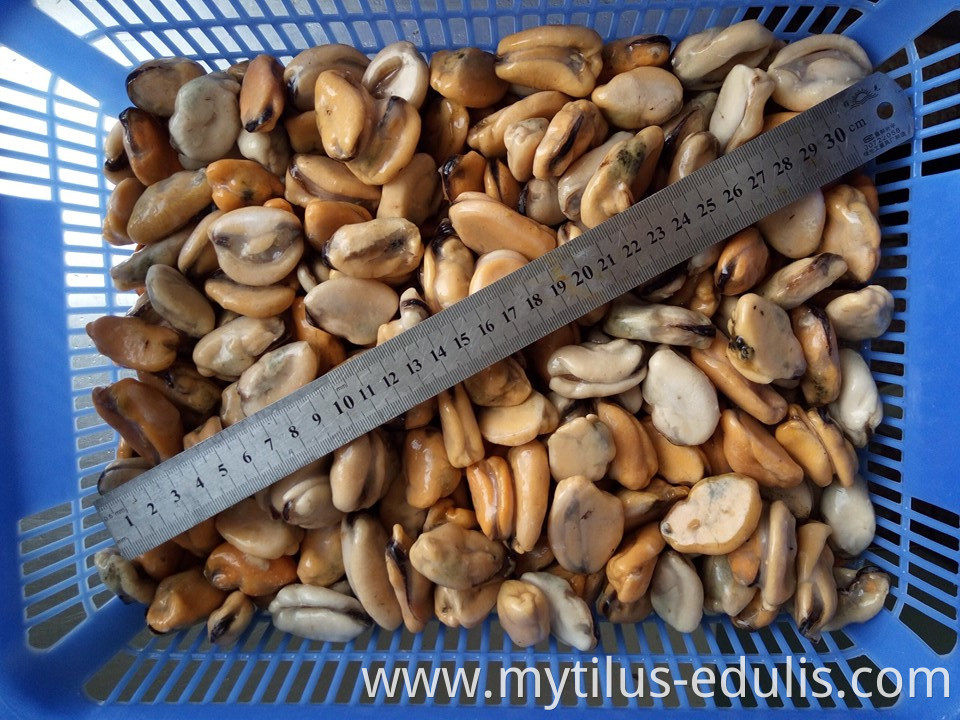 wholesale frozen cooked mussel meat at lower price